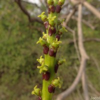 Falconeria insignis Royle